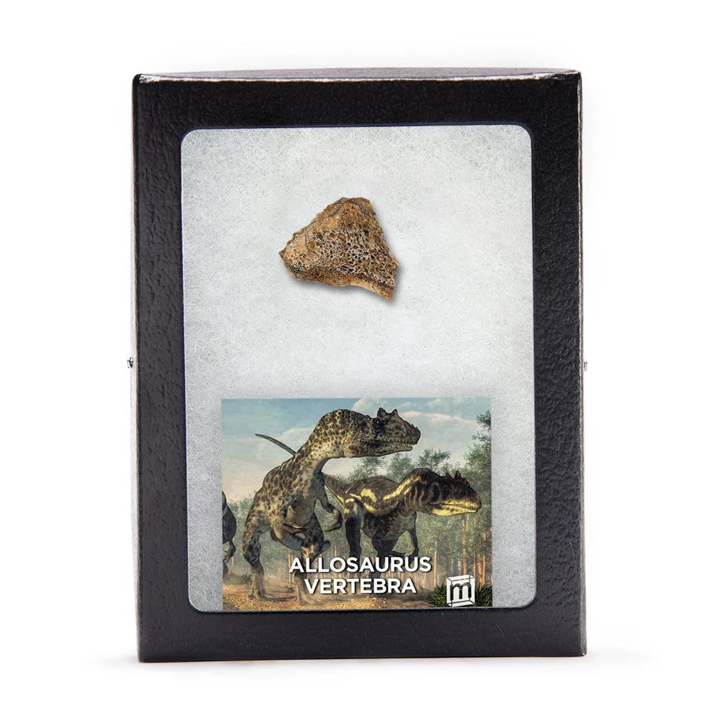 Allosaurus Vertebra - Image 2
