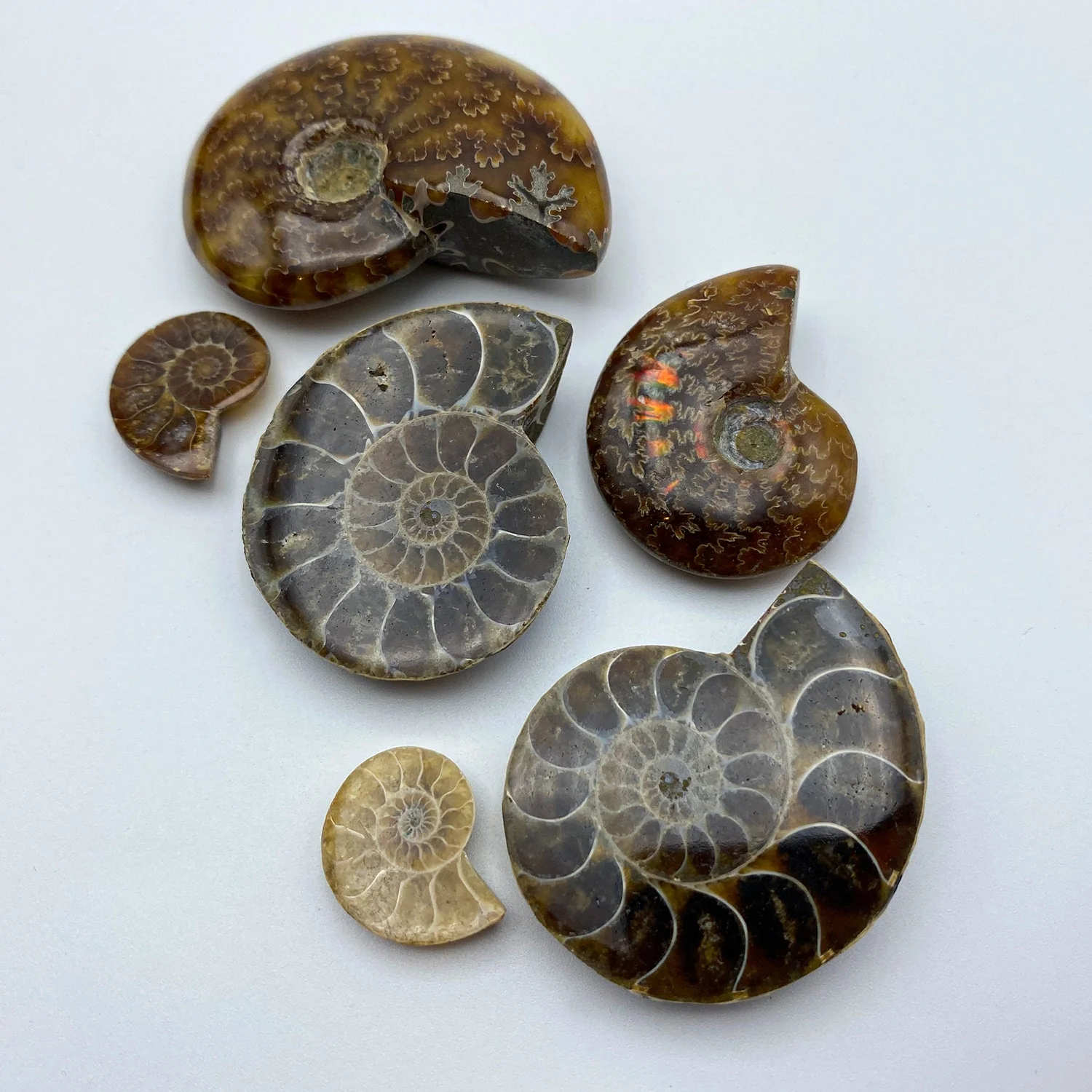 Ammonite - Image 2